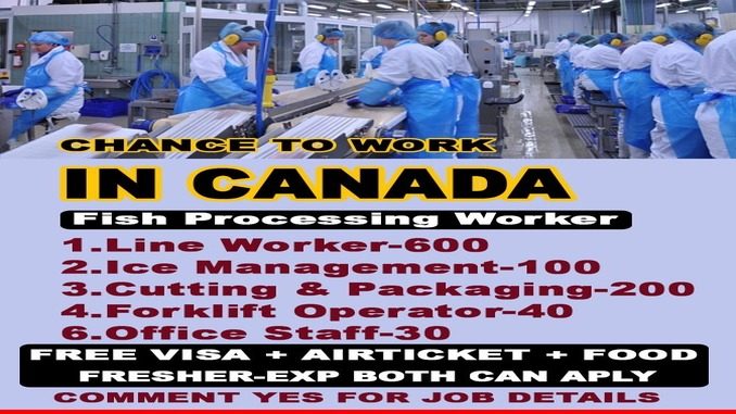 canada needs fish processing workers